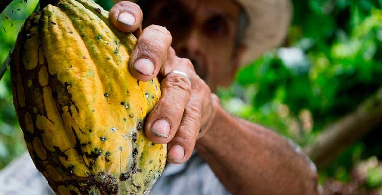 Cacao Peruano