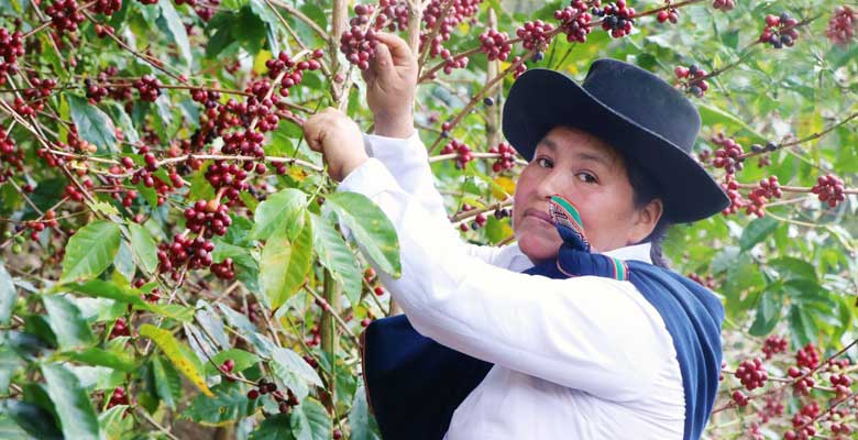 Café Cuzco