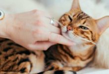 Gato