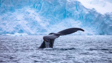 Ballenas