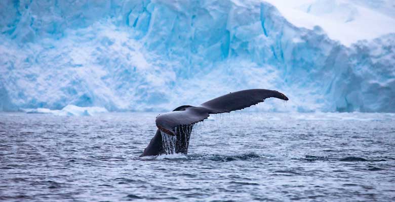 Ballenas