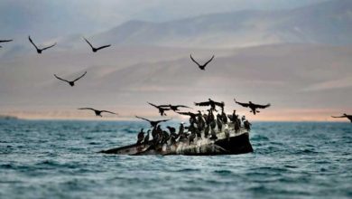 Día de las Aves Migratorias: La belleza ecológica que ofrece Paracas
