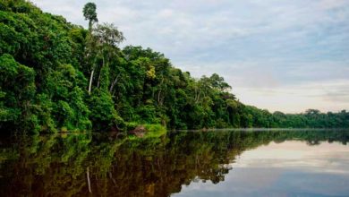 Schick ayudará a reforestar la Reserva Natural de Tambopata