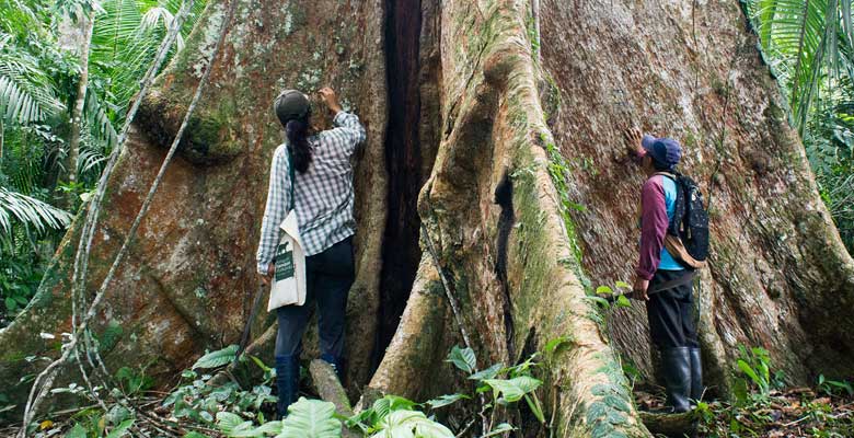 Árbol Amazónico