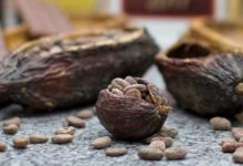 Chocolate Cacao