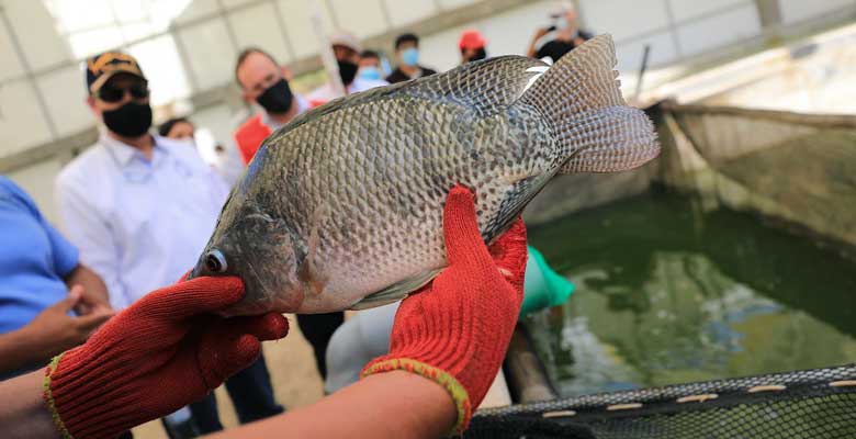 Pesca Peruana