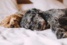 Perros
