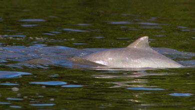 Delfines