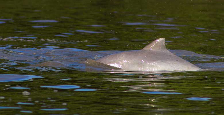 Delfines