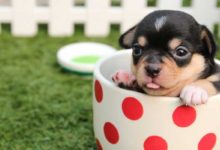 Cachorros