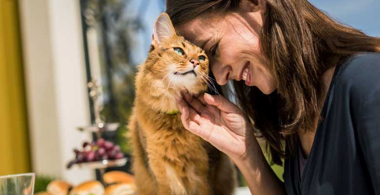 Mascotas Gatos