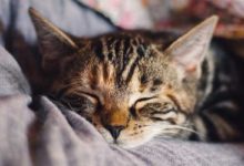 Gatos