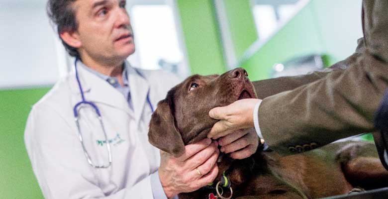 Veterinario