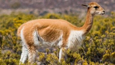 Vicuñas