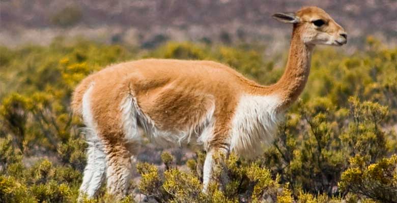 Vicuñas