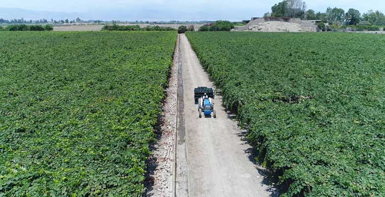 Viñedo Uvas