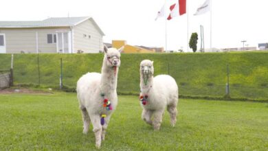 Alpaca Perú