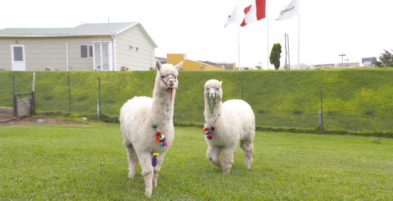 Alpaca Perú