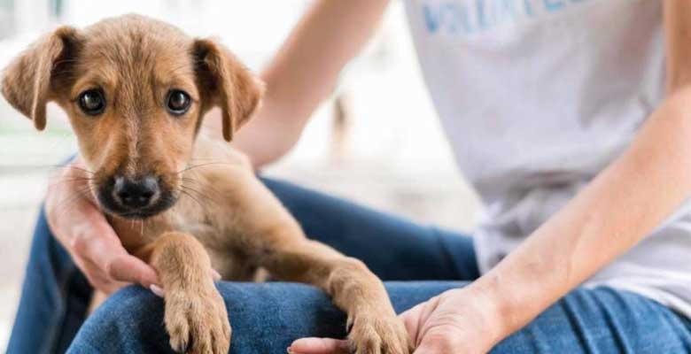 Perrito
