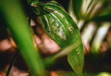 Natura