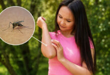 Dengue