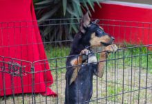 Perro