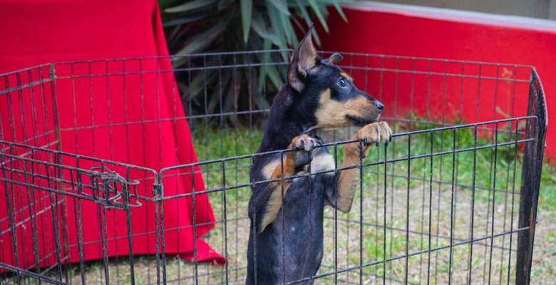 Perro