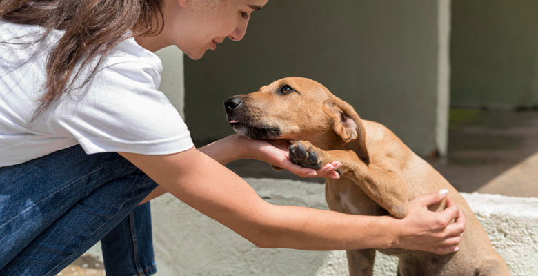Perro Mascota Sismo